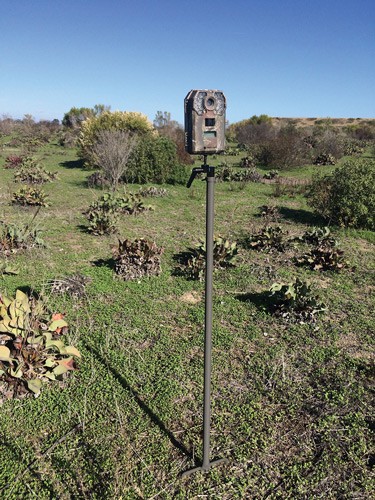 STEALTH CAM TRAIL CAM MOUNTING - STICK 34" HIGH STEEL - Image 2